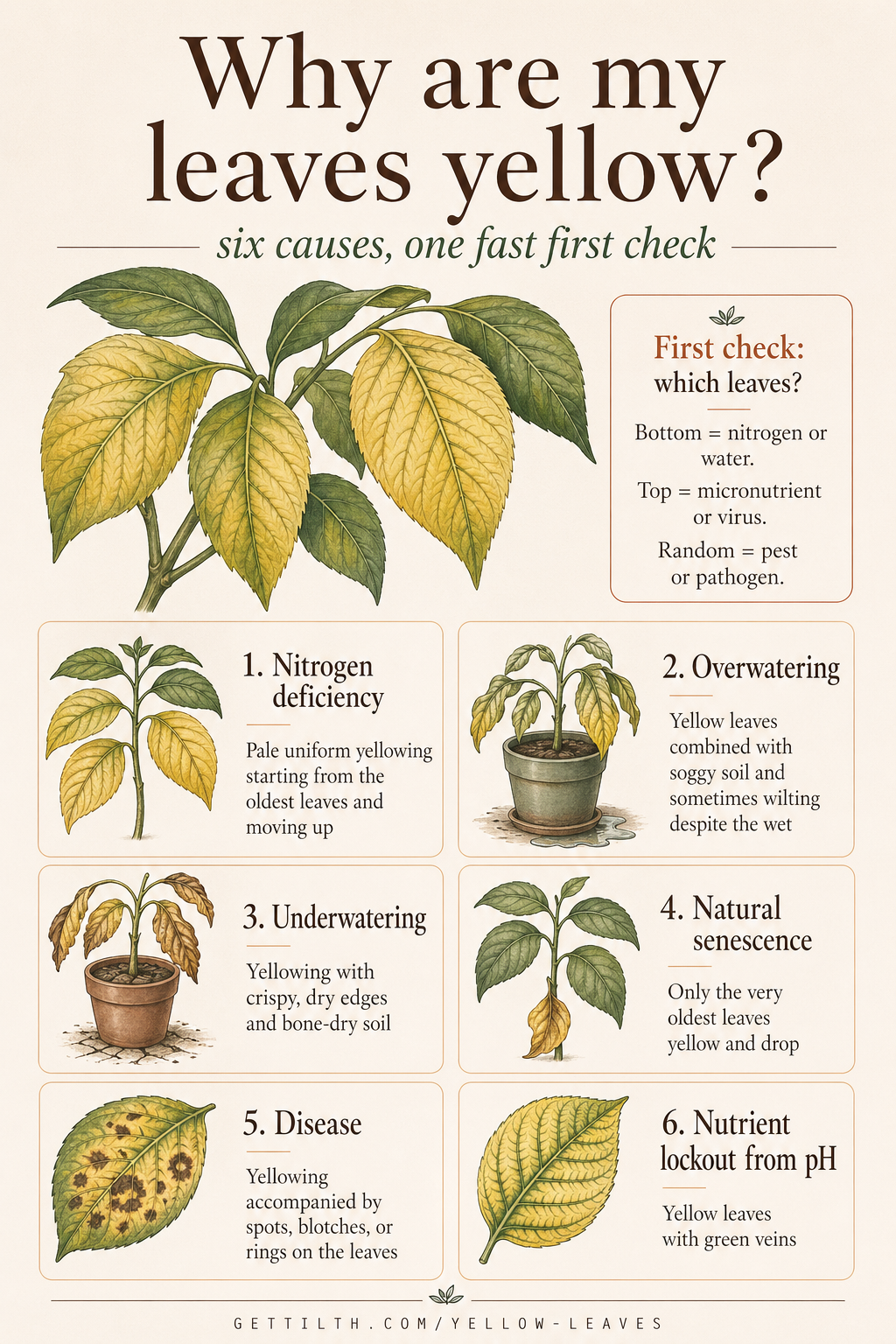 Why are my leaves yellow? PNW diagnosis pin