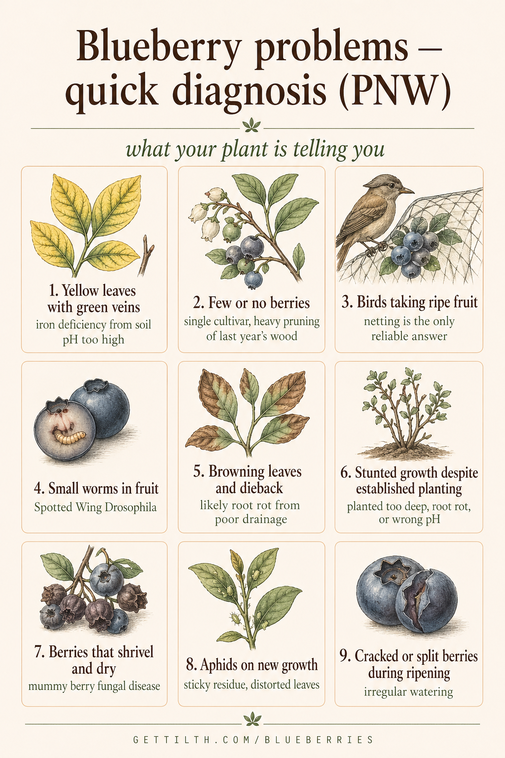 9 most common blueberry problems pin