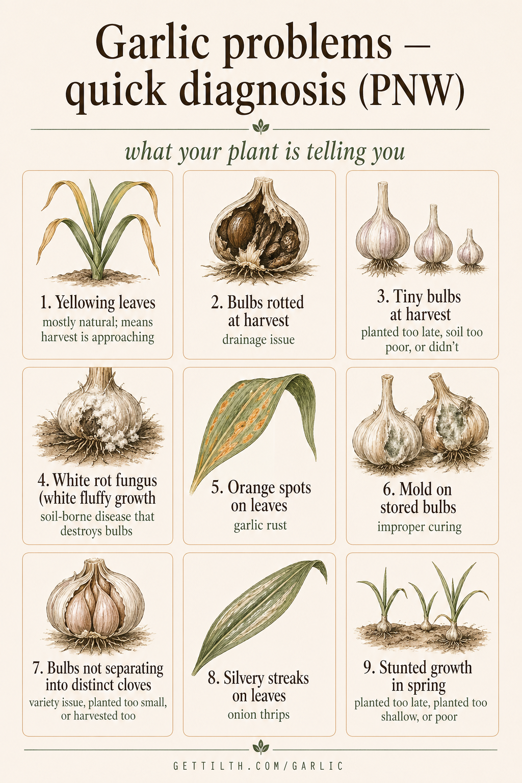 9 most common garlic problems pin