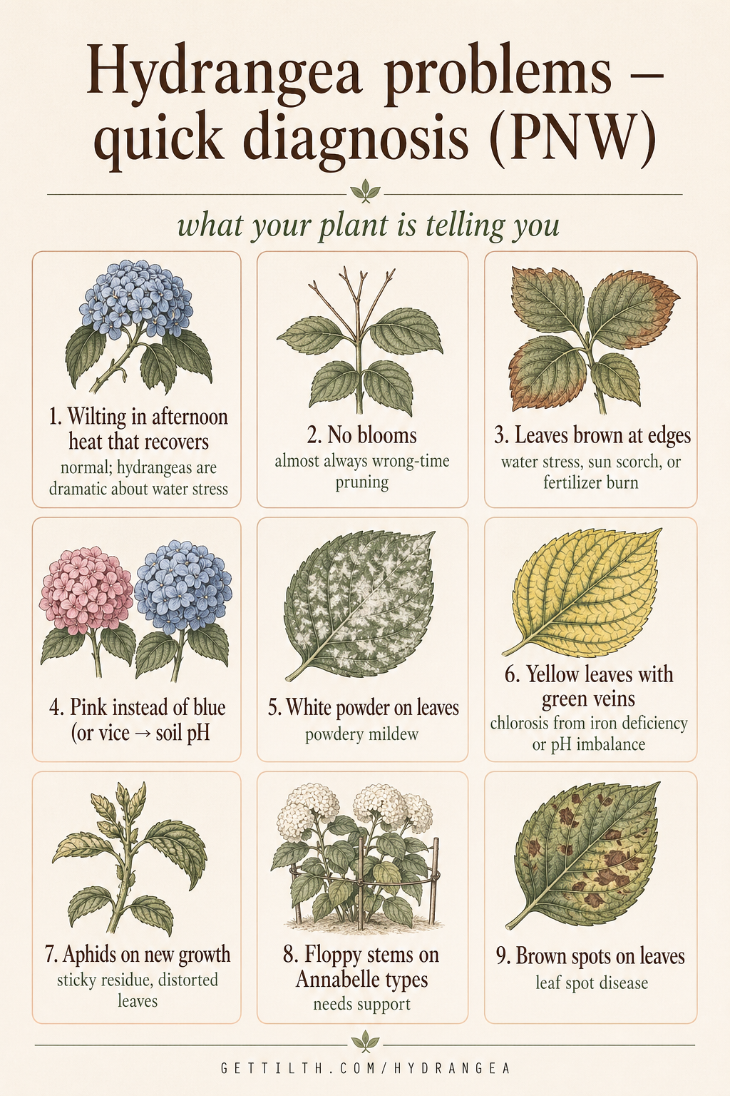 9 most common hydrangea problems pin