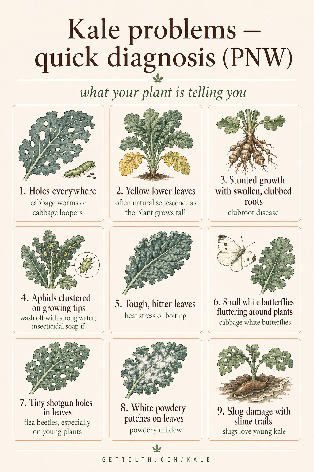 9 most common kale problems pin