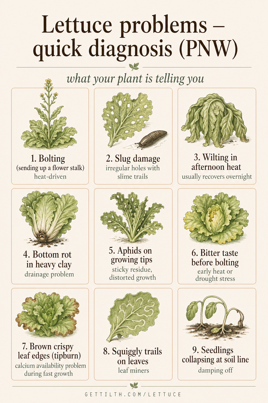 9 most common lettuce problems pin