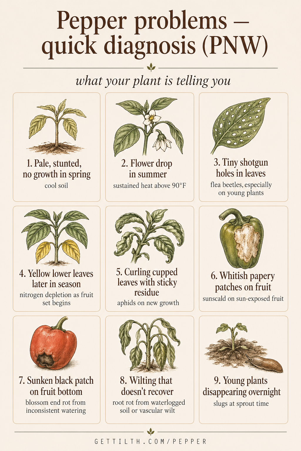 9 most common pepper problems pin