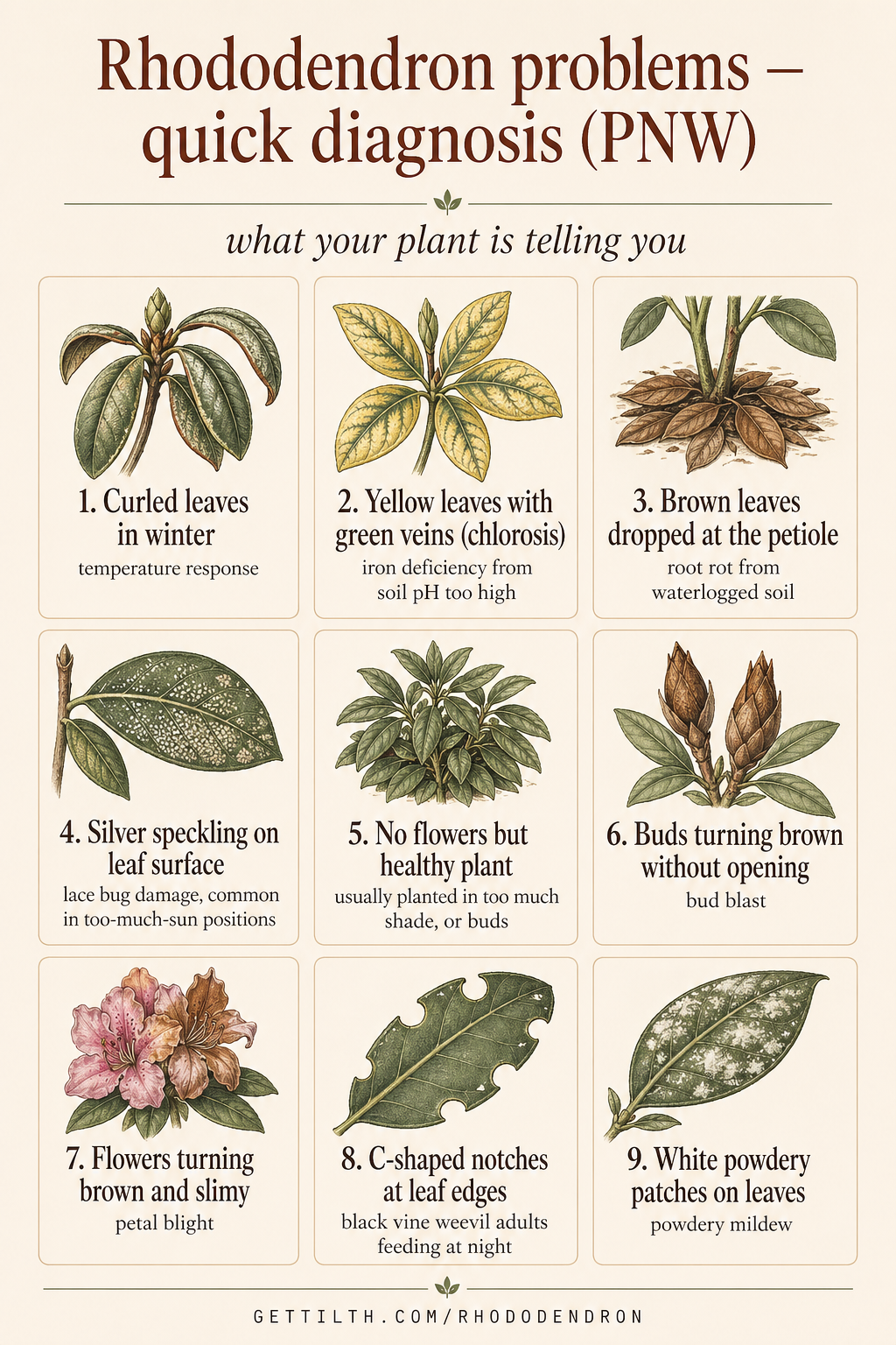 9 most common rhododendron problems pin